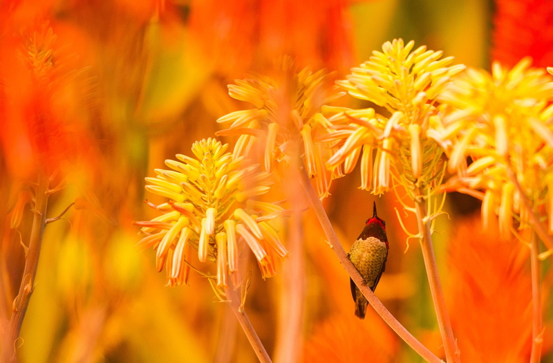 Perched, habitat, Species, smallest, animal wildlife, close-up, Small, one animal, 2K, flower head, plant, smallest bird, Tiny, Colors, California, Aloe