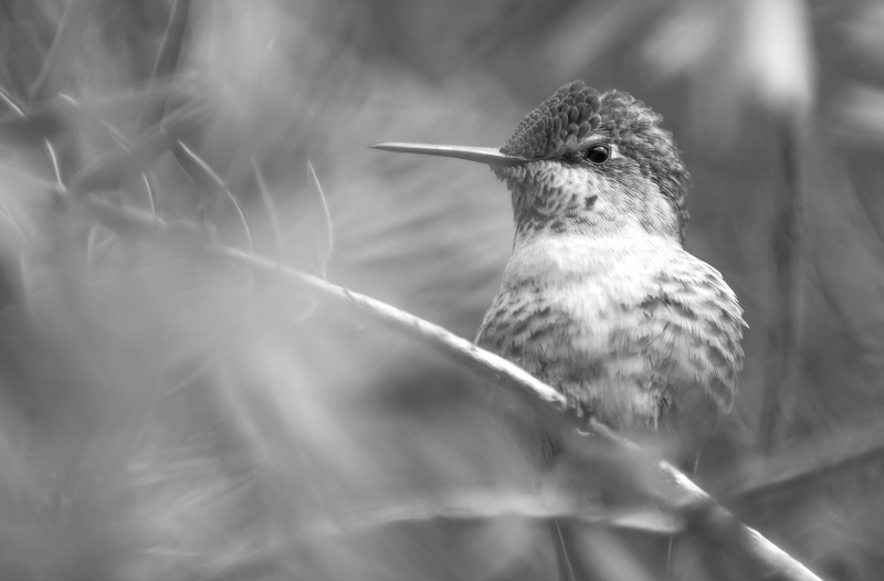 looking away, close-up, black, blackandwhite, tree, plant, animal, animals in the wild, Macro, vertebrate, Closeup, wildlife, one animal, 2K, Sitting