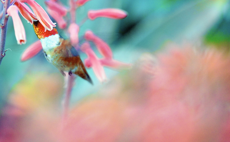 colibri, Colors, Aloe, Tiny, hummingbird, smallest birds in the world, Animals, nectarivores, nikon, d800, Feeding, Bird, Birds, Smallest Birds, Species