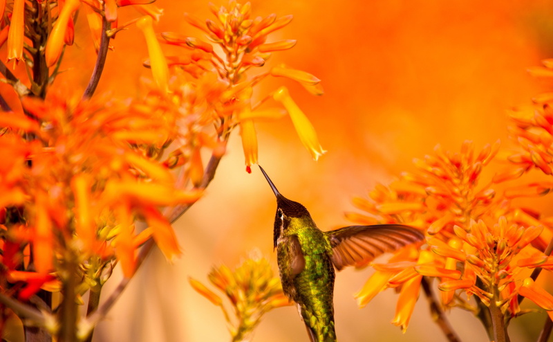 Aloe, Animals, nature, Smallest Birds, change, freshness, Feathers, Closeup, Colors, habitat, hummingbird, hovering, Iridescent, California, flowering plant