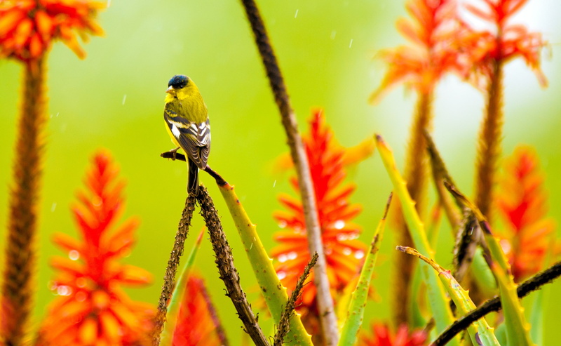 Macro, standing, Vivid, day, pollination, Species, one animal, plant, selective focus, little, perching, close-up, animal, focus on foreground, Closeup