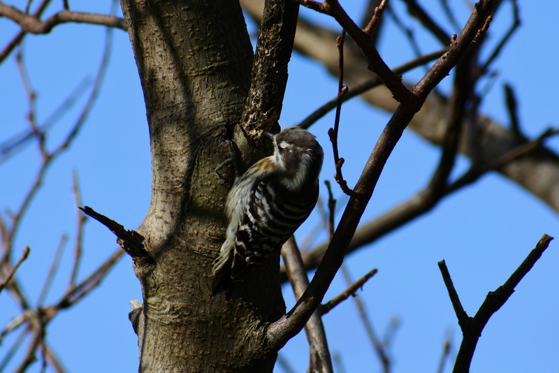 no people, animal, in japan the smallest of small woodpeckers, animal wildlife, forest, one animal, bird, tree, vertebrate, nature, animal themes, wild birds