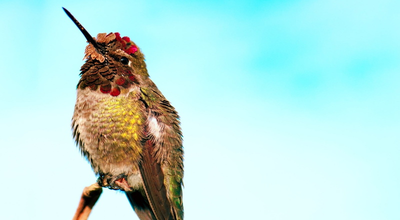 habitat, Bird, Closeup, Rest, unitedstates, Perched, vertebrate, smallest, Smallest Birds, sky, Tiny, losangeles, Arcadia, Colors, copy space, male animal