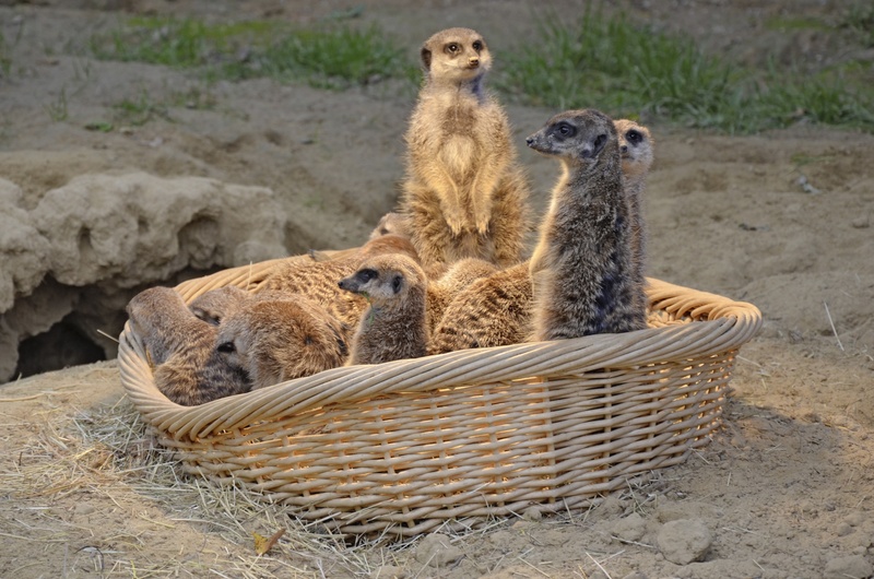 mammal, group of animals, cute, sitting, mongoose, young animal, guards, active, funny, outdoors, no people, animal family, watch, smallest mangustenart