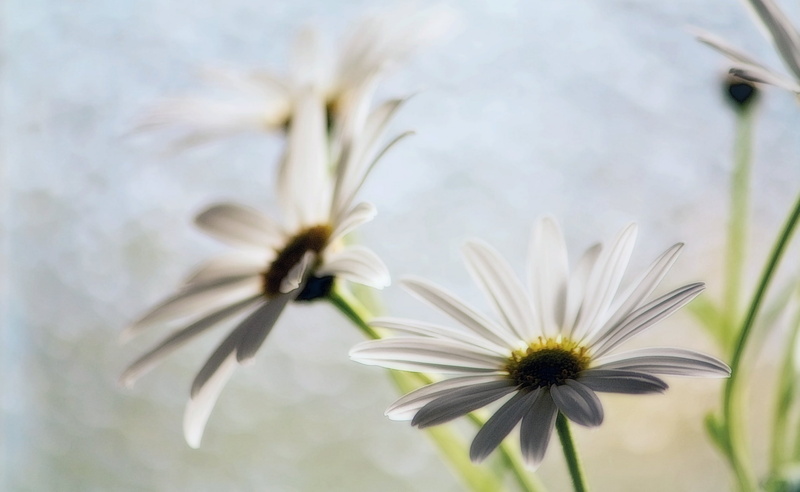 vulnerability, softness, Vintage, focus on foreground, 2K, Japan, flower head, himi, inflorescence, nature, can, things, beauty in nature, close-up, fragility