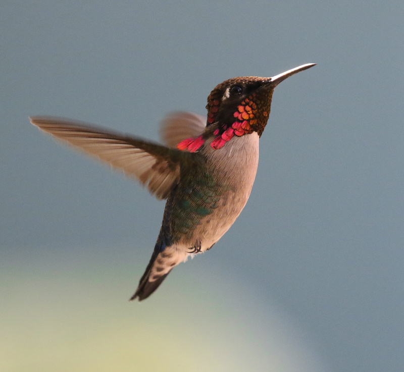motion, no people, mid-air, one Animal, fauna, delicate, animal body part, wild, vertebrate, flapping, sky, hovering, colorful, animals in the wild, wing