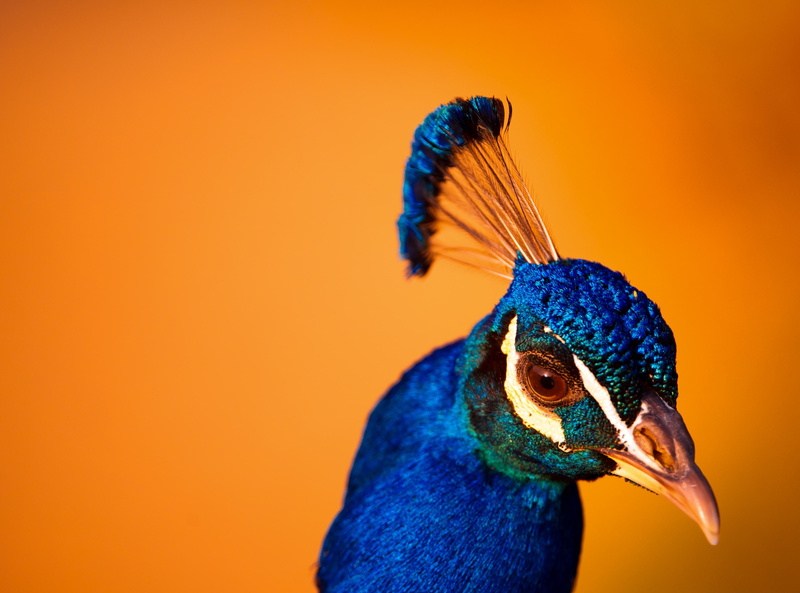 Amazing, green, Peafowl, Orange, no people, animals in the wild, Colors, Beautiful, animal wildlife, fauna, Macro, animal eye, close-up, Closeup, 2K, Vivid