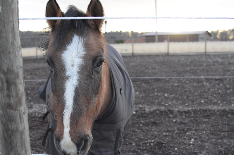 day, animal pen, horse, andalusian horse, sattel, field, domestic, animal themes, 5K, female, mammal, animal head, kopf, head, land, stable, stallion