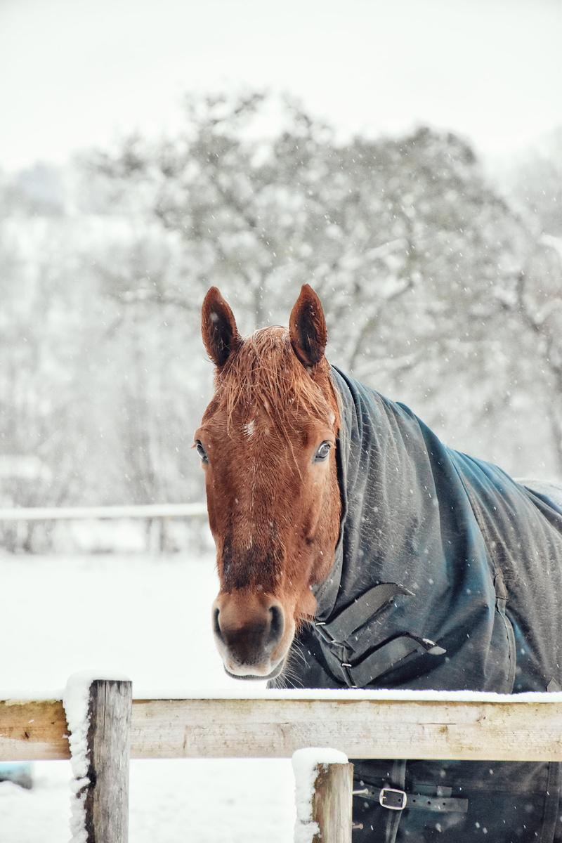 ice, animal pen, one animal, day, beige, apparel, domestic animals, cap, colt horse, snow, animal head, working animal, clothing, no people, domestic, andalusian horse