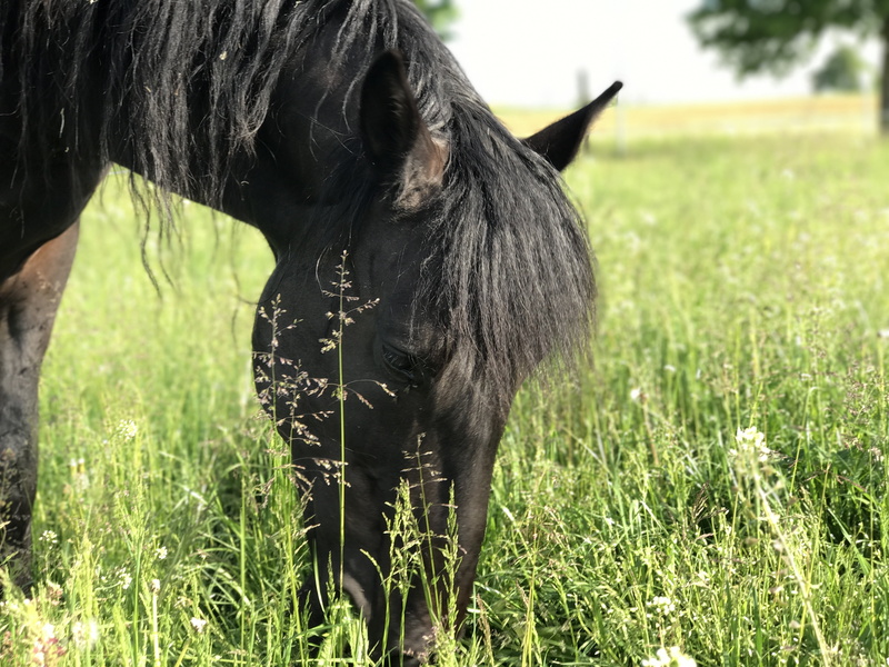 field, green color, mold, black color, 4K, grass, herbivorous, outdoors, meadow, no people, livestock, day, animal wildlife, pets, animal head, animal