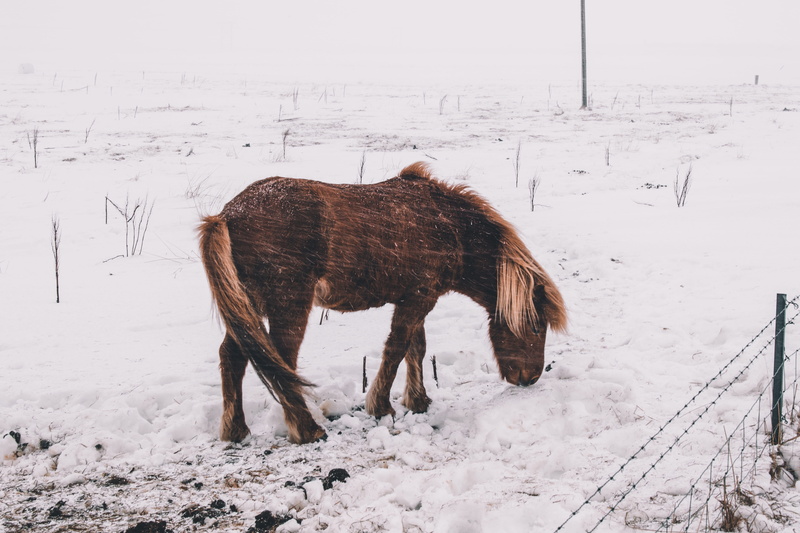 grassland, horse, farm, field, nature, winter, herbivorous, warthog, foal, pony, domestic animals, 5K, rodeo, animal themes, mammal, one animal, snow