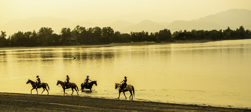 plant, tree, group of animals, sky, equestrian, domestic, herbivorous, sport, 4K, andalusian horse, riding, team sport, livestock, human, animal themes