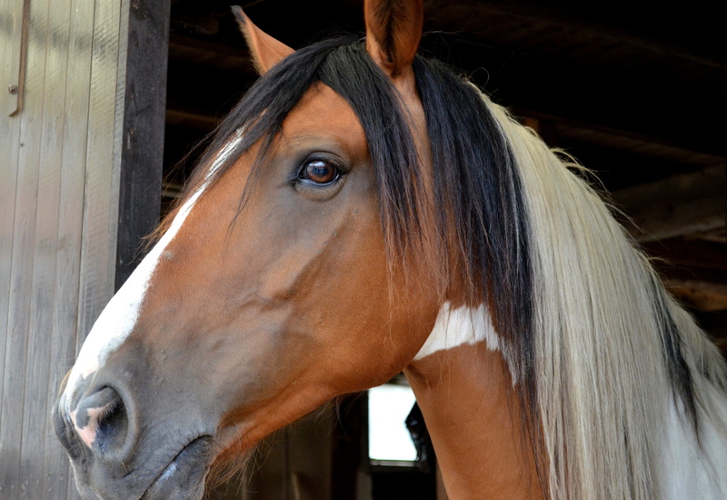 horse head, animal body part, 4K, close, profile view, pride, hairstyle, one animal, ranch, andalusian quater horse, herbivorous, daytime, vertebrate