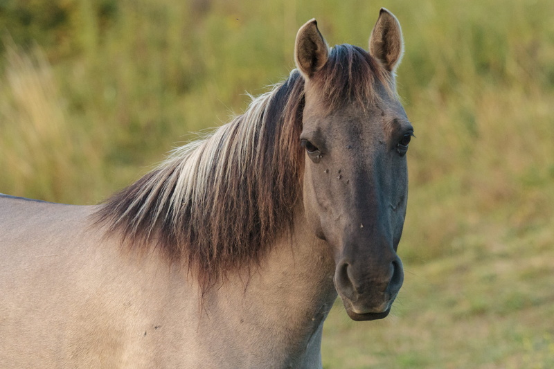 animal wildlife, strap, focus on foreground, nature, animal body part, animal head, animal themes, pony, animal, livestock, wire, foal, vertebrate, horse