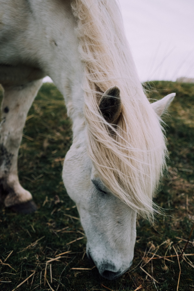 nature, animal, outdoors, vertebrate, land, mammal, no people, pets, animal body part, domestic, wildlife, one animal, 2K, field, livestock, horse, eating