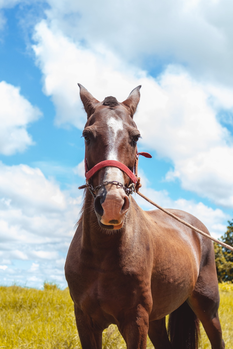 andalusian horse, land, cloud - sky, clothing, pets, domestic animals, brown, domestic, outdoors, front, animal wildlife, grassland, no people, mammal