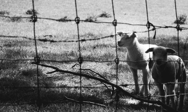 white, countryside, outdoors, day, inside, andalusian horse, dog, domestic animals, canine, rural, zoo, boundary, bird, pets, ground, vertebrate, jar, sheep