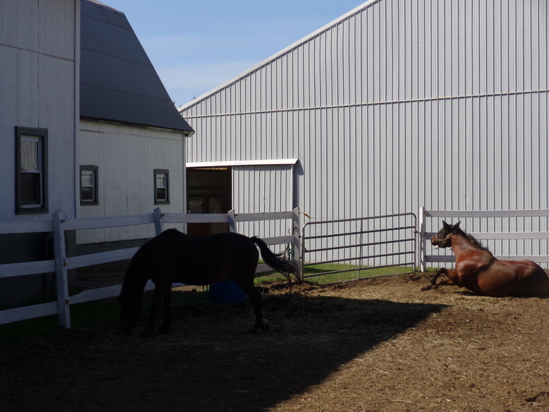 building, laying down, vertebrate, one animal, establo, country, mammal, countryside, building exterior, horses barn, built structure, pets, agriculture