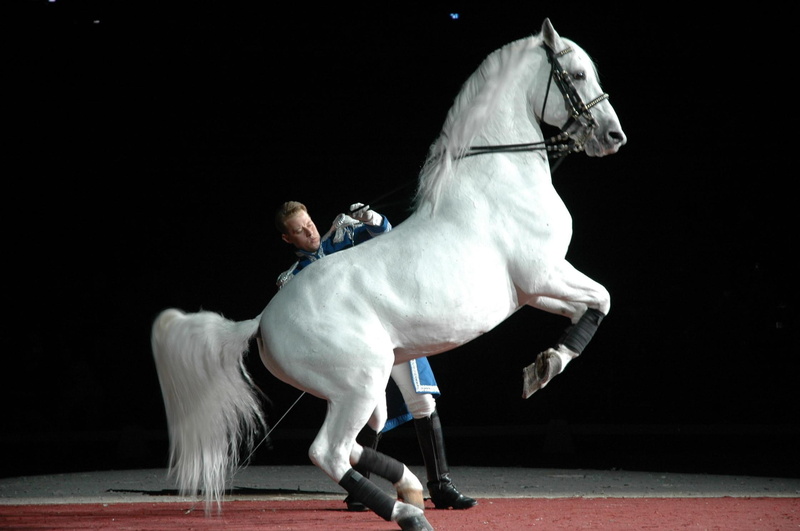 spanish, lipizzaner, spanish horse, horses, lipizzaner horse, 1080P, animals, performance