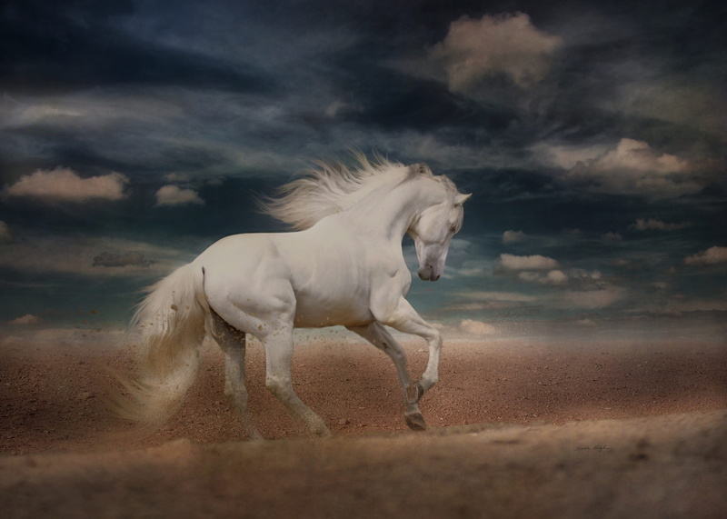 livestock, animal themes, pets, mane, horse, mammal, land, sky, nature, flying mane, one animal, no people, dust, speed, herbivorous, beautiful white horse