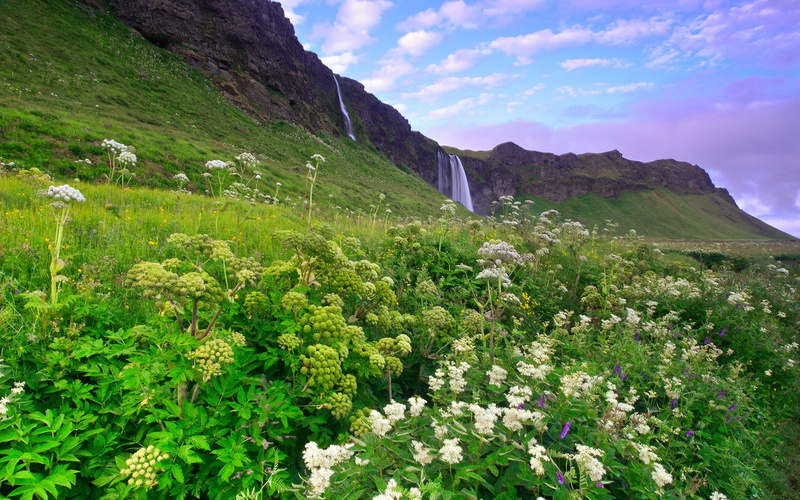 1080P, Flowers, Scenery, Sky, Lilac, Grass, Clouds, Mountains, Waterfalls, Morning, Iceland