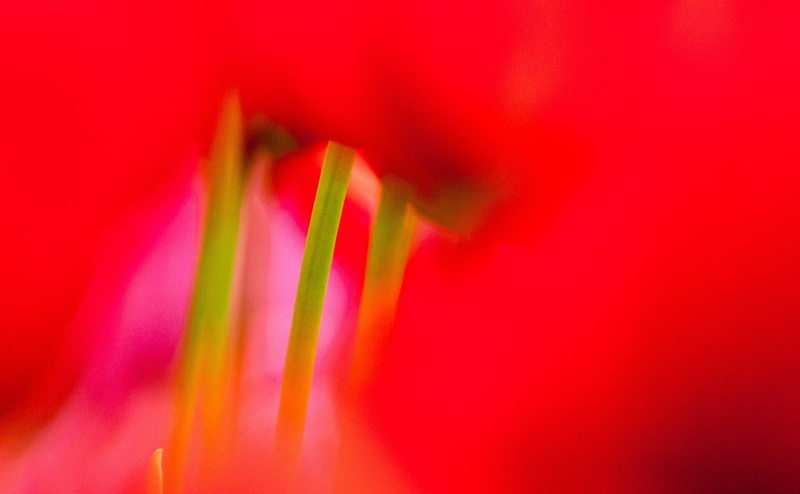 Nature, no people, pink color, Tulips, drink, 4K, canon, abstract backgrounds, selective focus, straw, Lens, Japan, markiii, Flower, multi colored, blurred motion