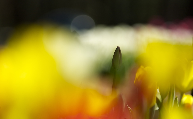 kobaken, markiii, Lens, Blur, Aero, Asia, Flower, hitachinaka, Tulip, bud, Colorful, mark3, hitachiseasidepark, Focus, canon, Bokeh, 4K, ibaraki, Japan