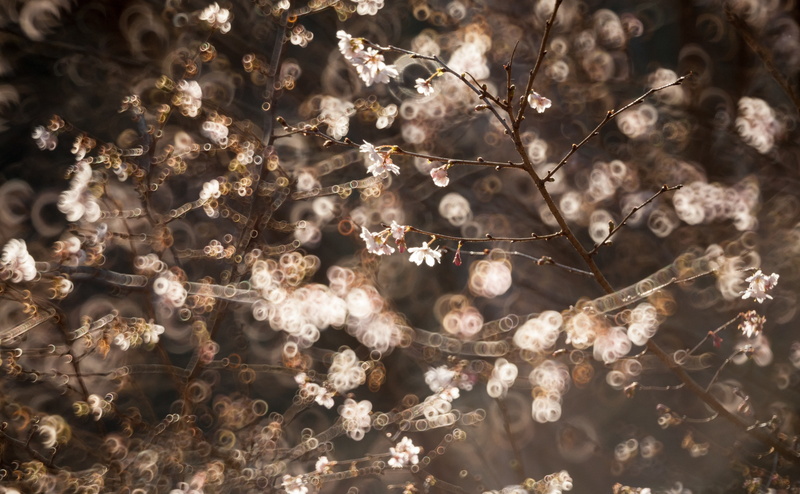 Aero, tree, brown, focus on foreground, Flower, twig, Asia, flowering plant, Japan, gunma, close-up, plant, Koba, tranquility, Donut, canon, cherry blossom
