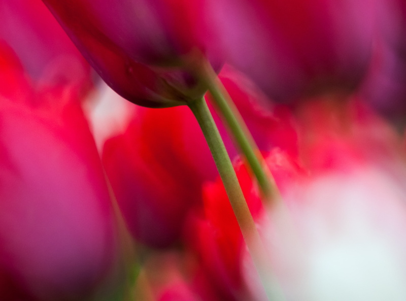 kobaken, canon, hitachinaka, multi colored, macro, plant, outdoors, pink color, purple, vulnerability, fragility, close-up, flower head, Field, Japan, Nature
