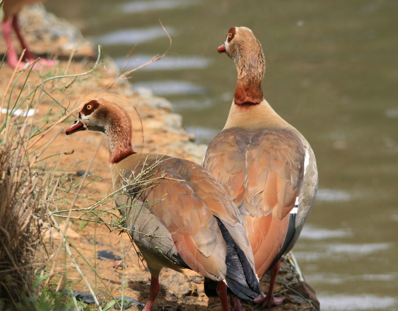 animal wildlife, water, animals in the wild, duck, geese, bird, egyptian geese, nature, animal, lake, day, lakeshore, no people, animal themes, poultry
