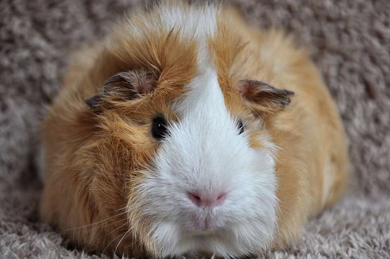 vertebrate, animal hair, focus on foreground, softness, domestic, rabbit - animal, animal wildlife, hair, pet, nager, 4K, guinea pig, close-up, mammal