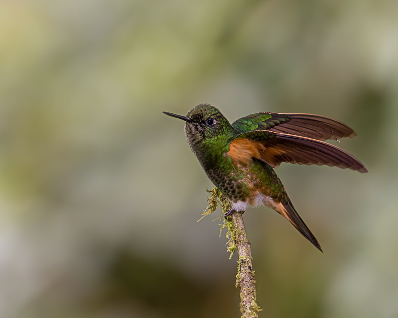 Lens, 2K, beak, Bully, wildlife, animal, aviary, Nature, top, feather, Hummingbird, Ecuador, iridescent, brown bird, branch, brown, hovering, green, Buff-tailed Coronet