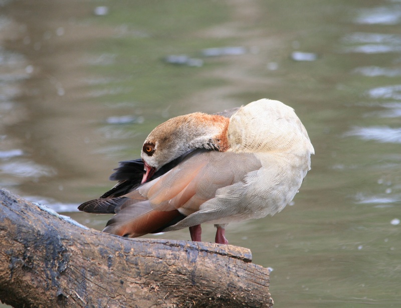 bird, lake, pond, focus on foreground, animals in the wild, brown, poultry, animal wildlife, 2K, buff, day, bent, neck, water, close-up, one animal, no people