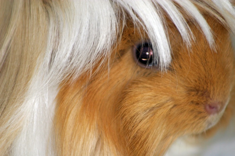 rodent, guinea pig, herbivorous, animal wildlife, hair, animal hair, face, brown, expression, pets, animal, mammal, no people, eye, 2K, buff white, portrait