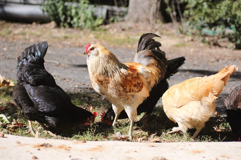 Rooster, poultry, americauna, black, pullet, farm, 1080P, flock, group, animal themes, agriculture, outdoors, bird, vertebrate, rural, animal, Chicken
