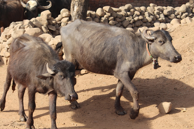 herbivorous, 5K, nature, cattle, outdoors, young animal, cow, wildlife, pets, buff low, dairy, group of animals, mammal, domestic animals, animal, day