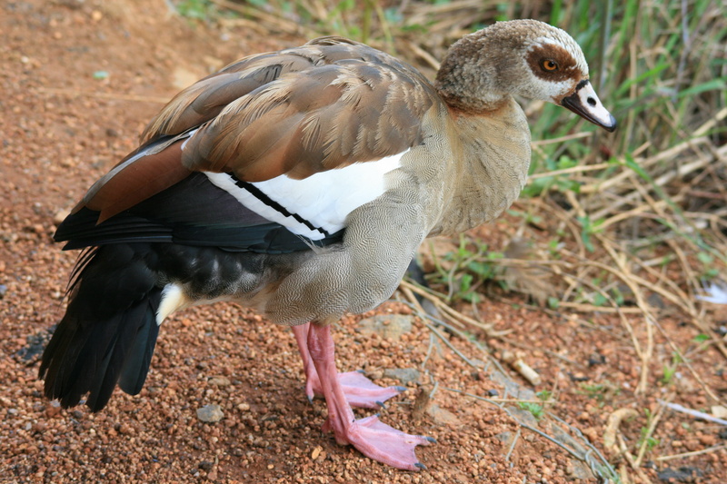 one animal, focus on foreground, outdoors, close-up, vertebrate, Buff, bird, goose, animal themes, Brown, white, nature, full length, field, land, no people