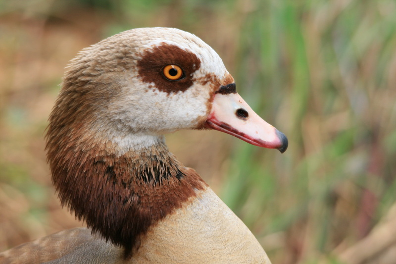 close-up, side view, no people, animal, focus on foreground, poultry, goose, head, animal themes, animals in the wild, animal wildlife, water bird, egyptian goose