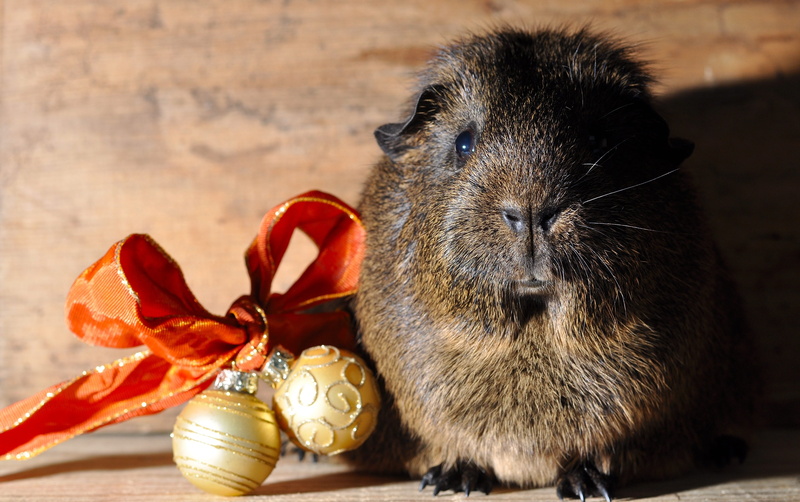 domestic animals, vertebrate, domestic, no people, black buff-agouti, nager, animal wildlife, animal body part, indoors, rodent, mammal, smooth hair, christmas