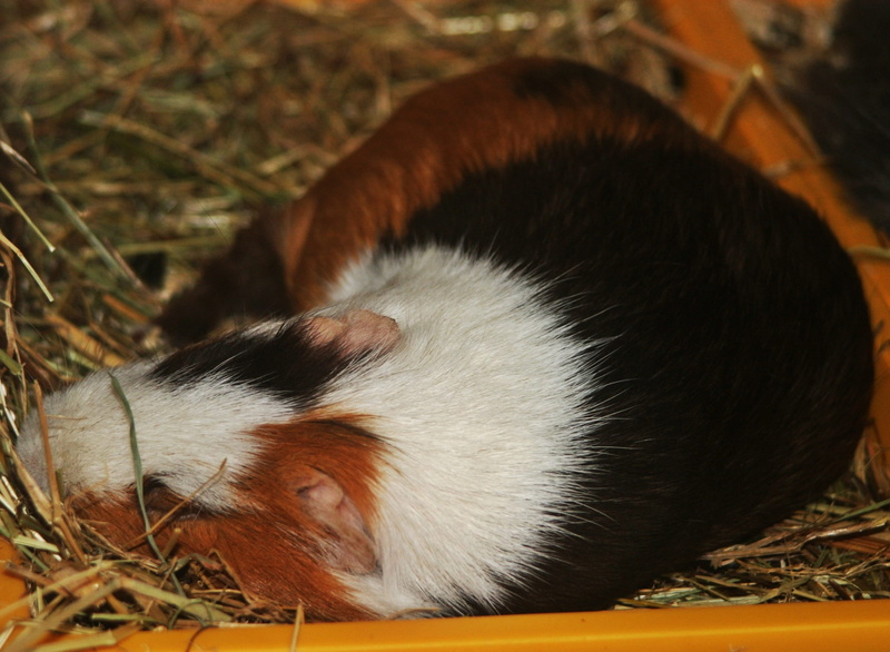 no people, field, whisker, one animal, rodent, close-up, domestic, nager, relaxation, sleeping, sepia white buff, high angle view, Guinea Pig, animal, pets