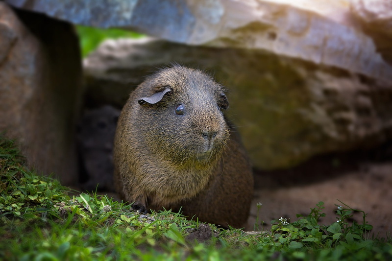 field, 1080P, animal wildlife, smooth hair, small animal, black buff-agouti, land, animal themes, day, vertebrate, whisker, nature, no people, mammal