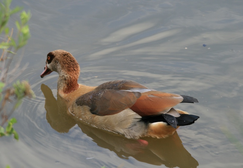 no people, poultry, animal, animal themes, water, young animal, egyptian goose, goose, water bird, browns, 2K, vertebrate, high angle view, waterfront