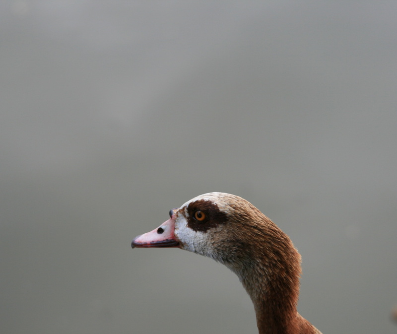 animal, fowl, animals in the wild, mouth open, egyptian goose, vertebrate, studio shot, animal body part, day, goose, bird, animal themes, gray, one animal