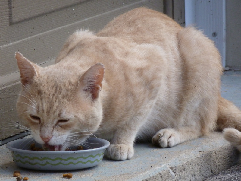 beside, short-hair, door, cat, food, close-up, mammal, eating, gray, stray, relaxation, hungry, round, resting, animal, orange, tabby, domestic, domestic animals