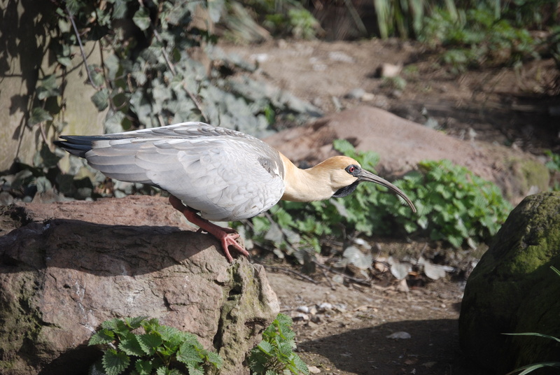 one animal, animal themes, animal wildlife, Bird, water, rock, solid, rock - object, animal, bill, nature, theristicus caudatus, side view, full length