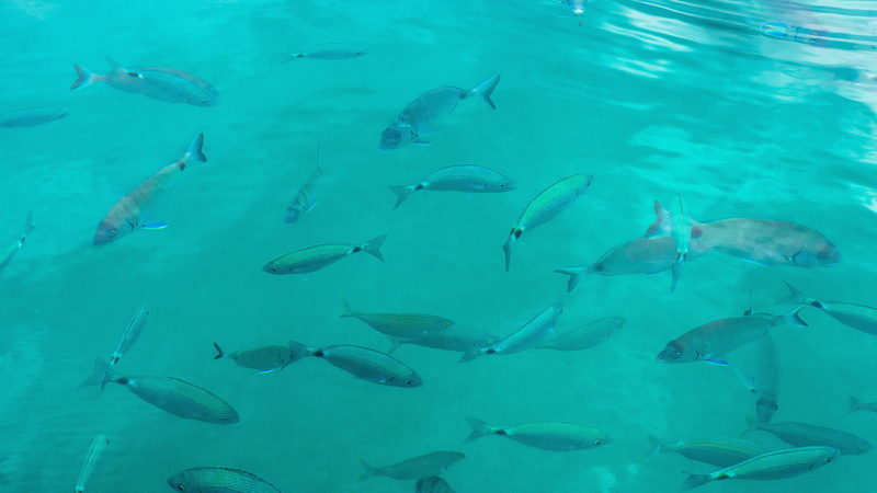 full length, group of animals, backgrounds, large group of animals, undersea, saltwater fish, swimming, blue, sea life, gray, school of fish, animal, animal wildlife
