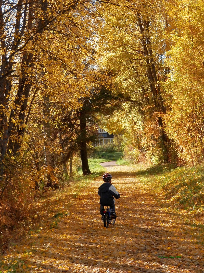 beauty in nature, adult, street, real people, footpath, boy, daytime, rear view, riding, growth, people, autumn collection, nature, road between, cycling