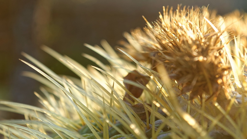 1080P, depth of field, nature, plants, macro, cactus