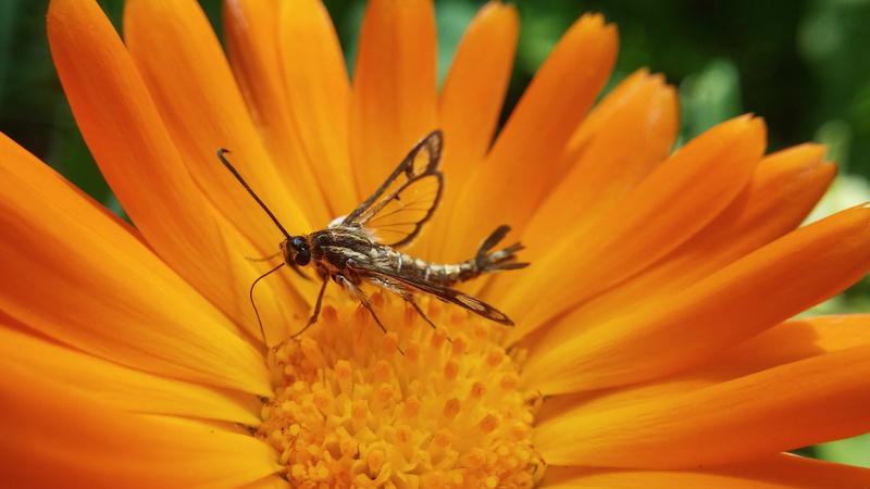 freshness, flowering plant, beauty in nature, animal wildlife, flower, no people, animal themes, pollination, 4K, vulnerability, growth, close-up, animal
