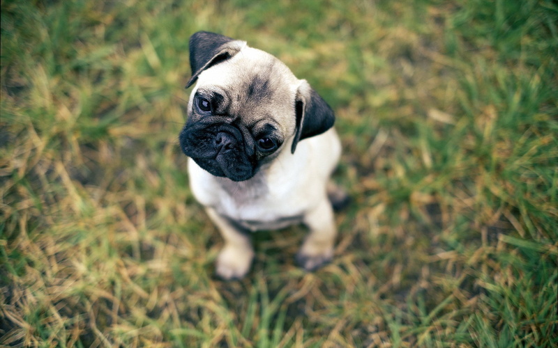 Mops, 1080P, dog